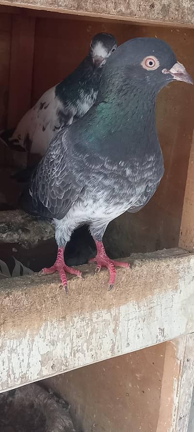 Qasoori pigeons kamagar kabootar