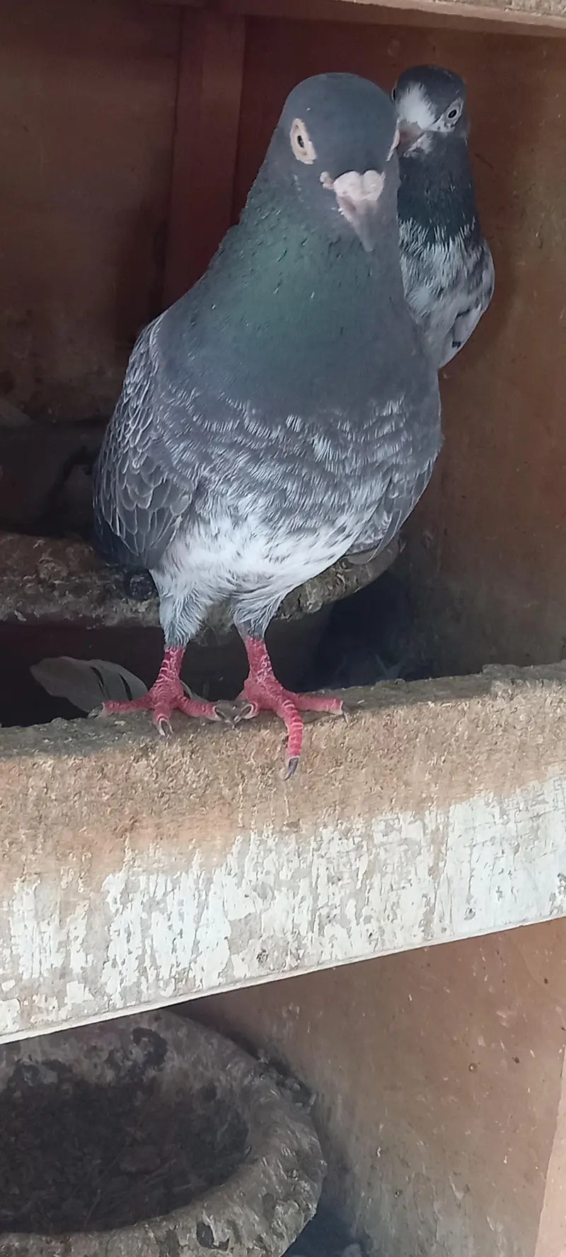 Qasoori pigeons kamagar kabootar — photo 2
