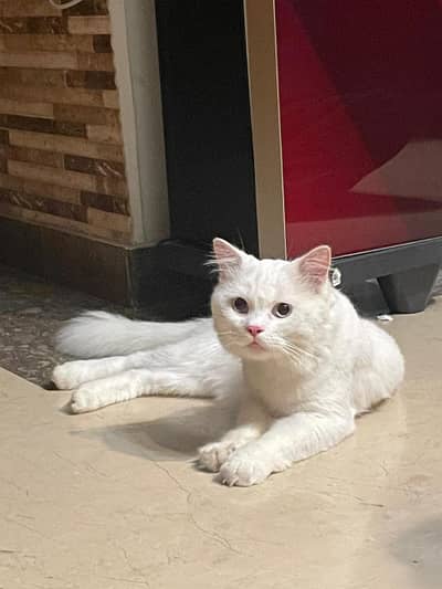triple coat Persian cat for sale urgent