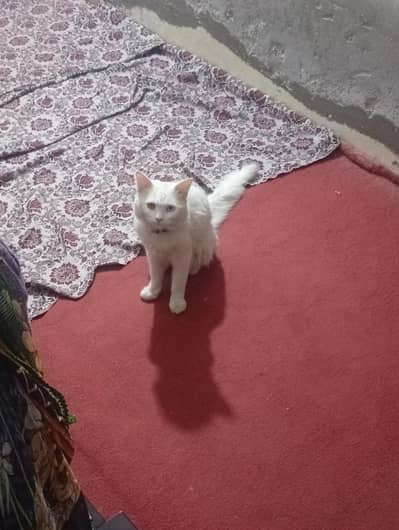White cat
