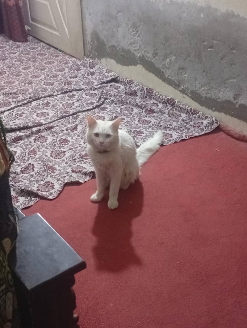 White cat 1