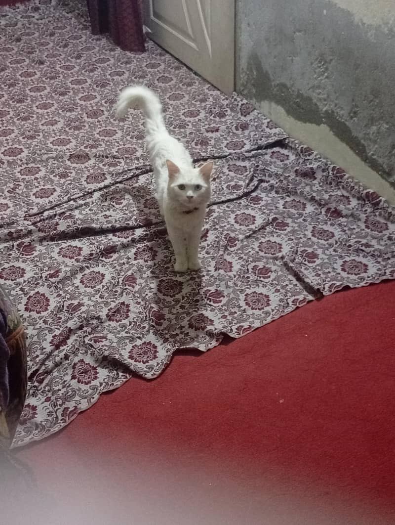 White cat 2