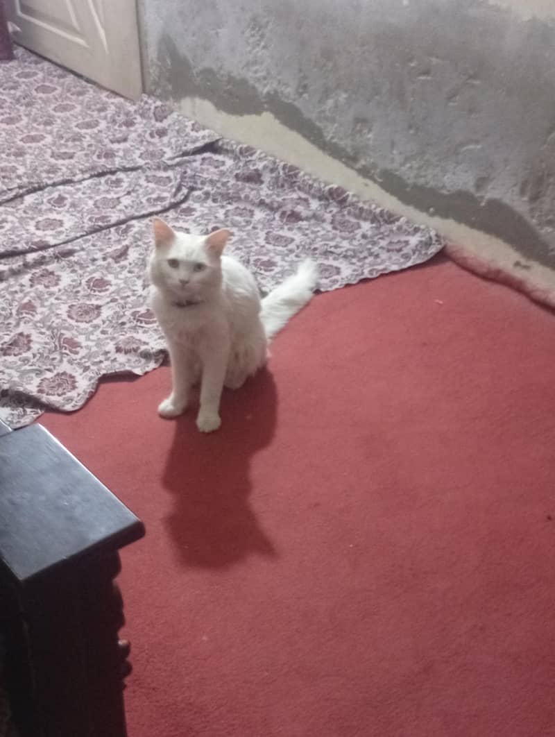 White cat 3