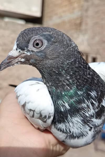 Aseel pigeons