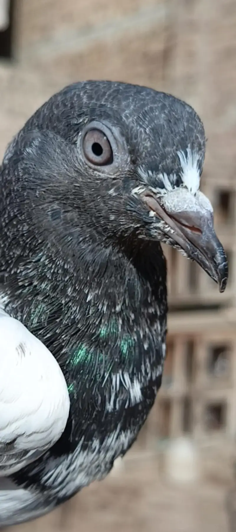Aseel pigeons — photo 2