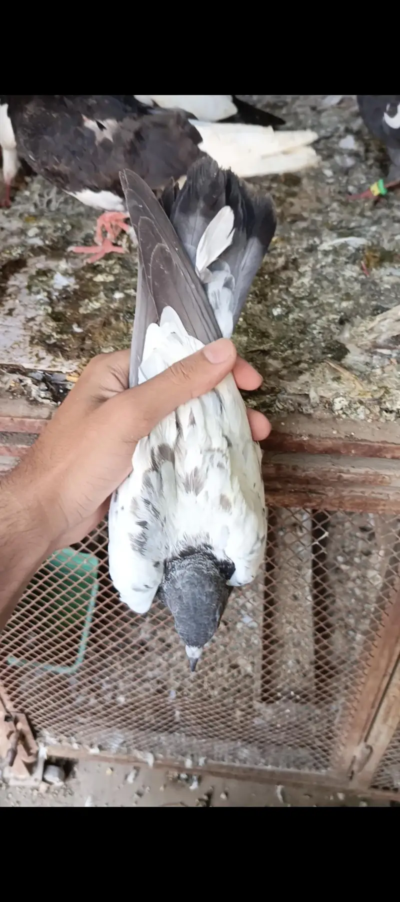 Aseel pigeons — photo 3