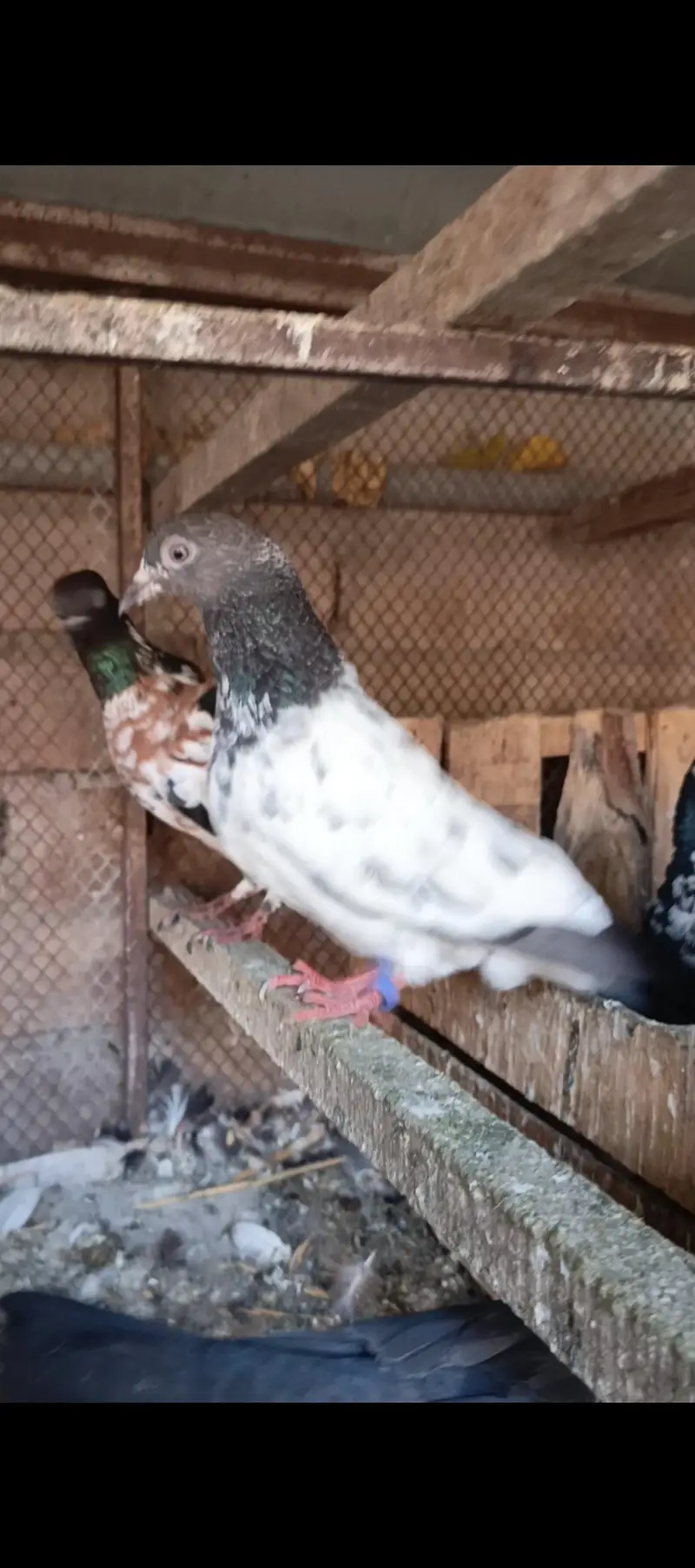 Aseel pigeons — photo 4
