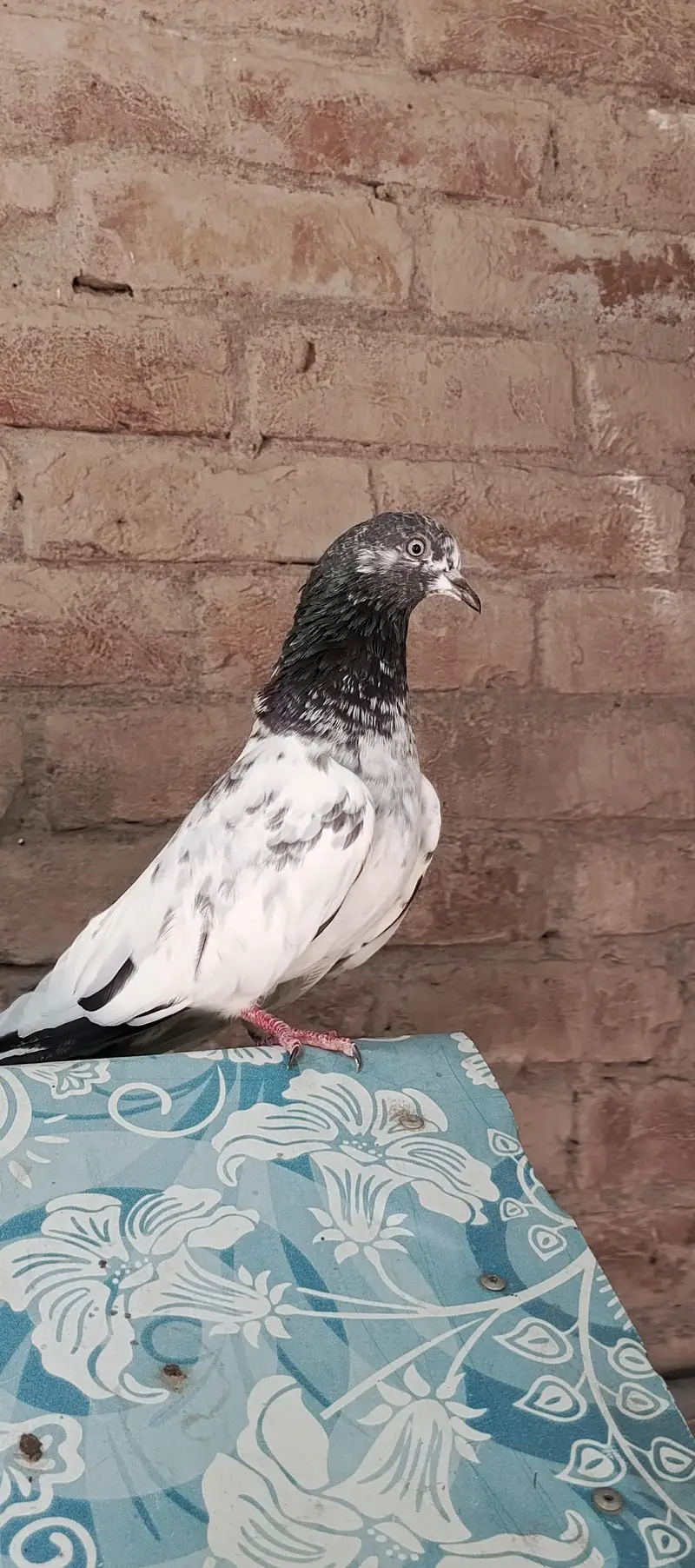 Aseel pigeons — photo 5