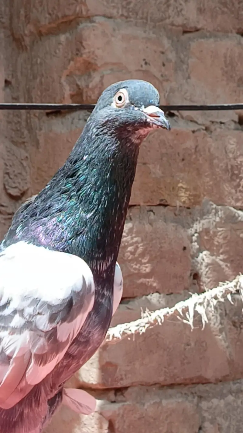 Aseel pigeons — photo 6