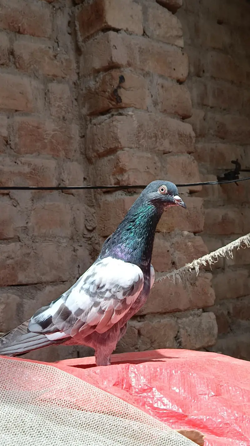 Aseel pigeons — photo 7