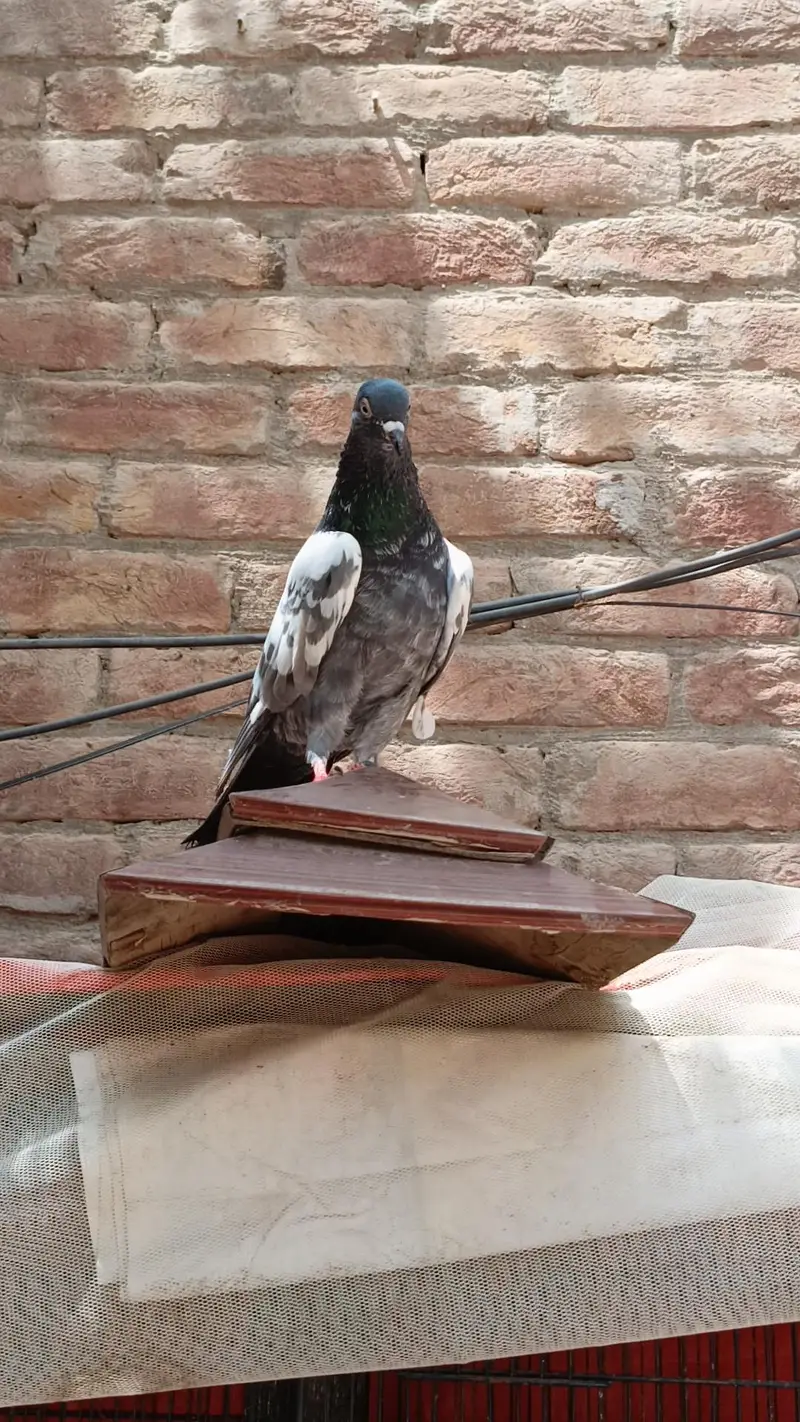 Aseel pigeons — photo 8