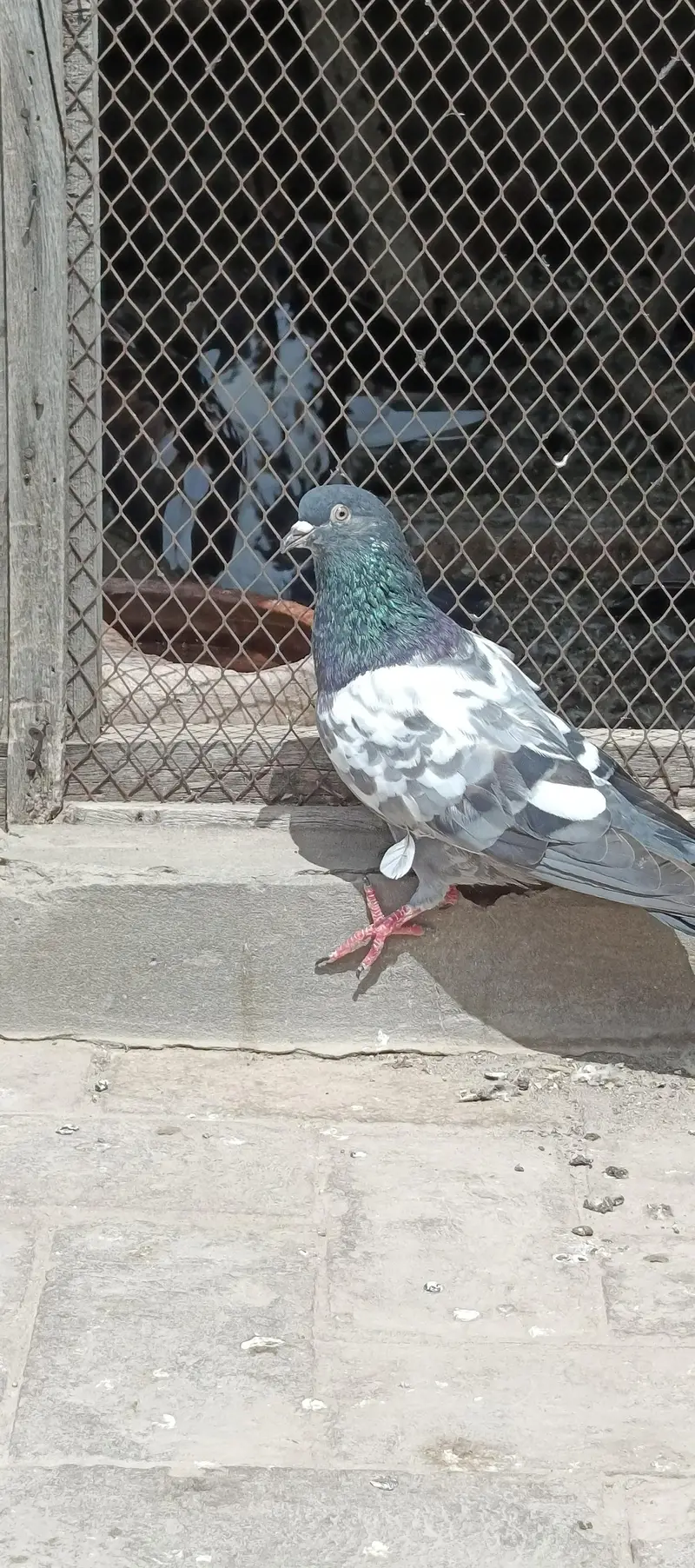 Aseel pigeons — photo 9