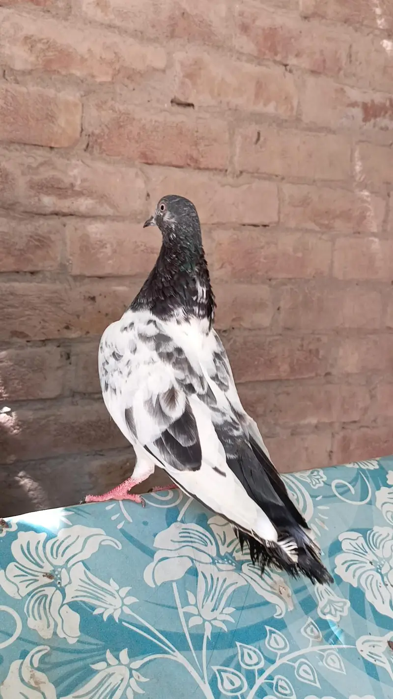 Aseel pigeons — photo 10