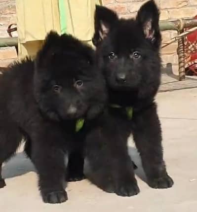 German shepherd puppies male female for sale
