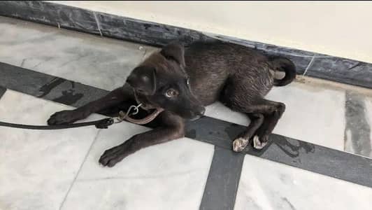 Labrador dog