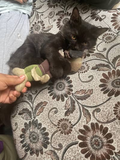 7-Month-Old Male Cat for Adoption
