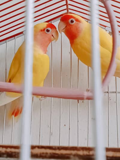 love birds beautiful colour