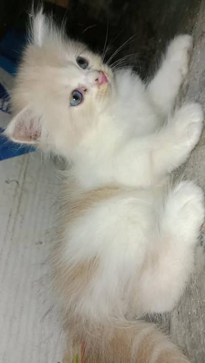 cats selling