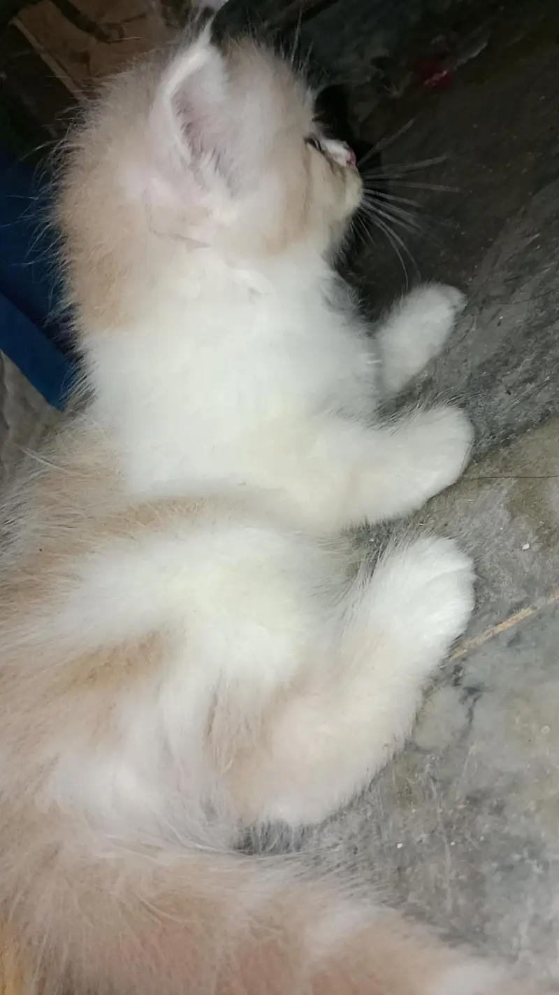 cats selling — photo 2