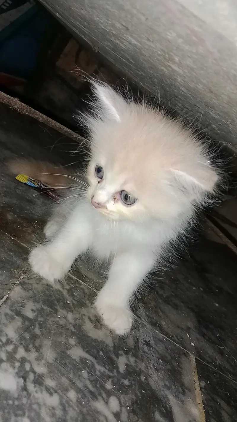 cats selling — photo 3