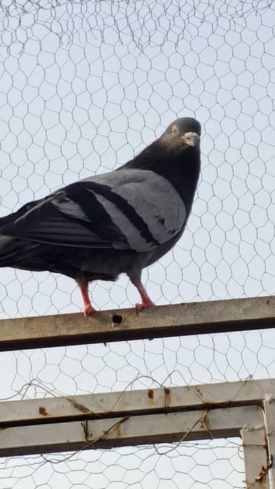 kaboter for sale male