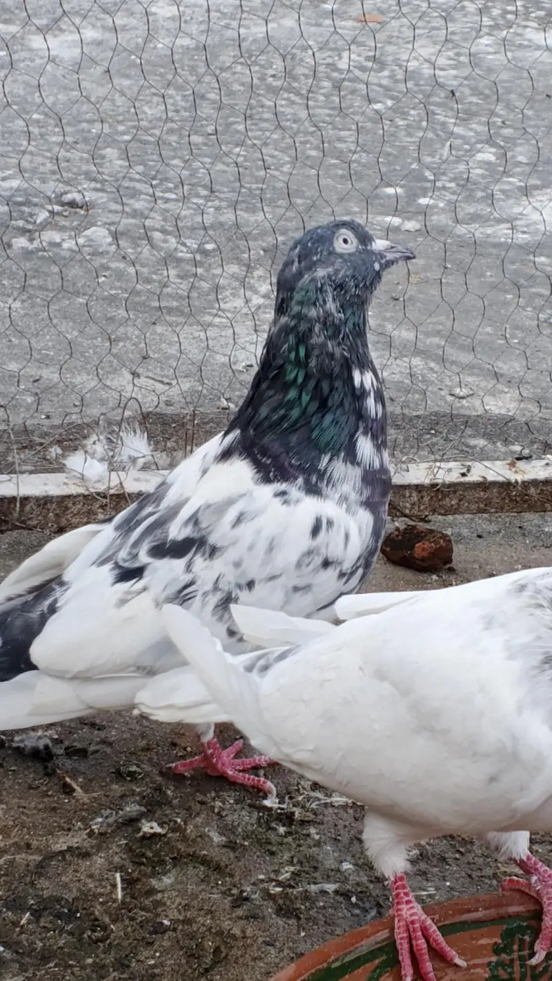 kaboter for sale male — photo 2