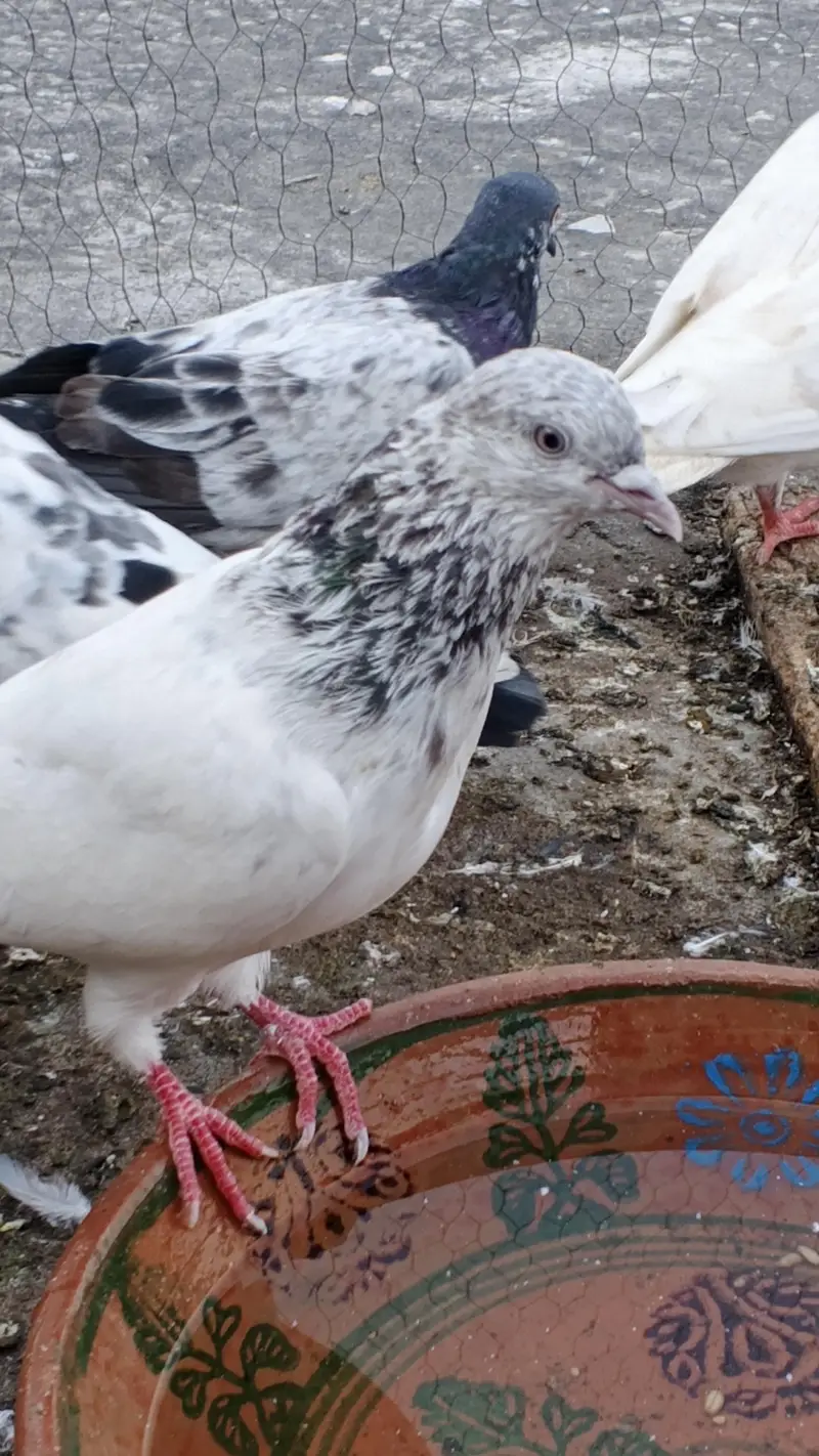 kaboter for sale male — photo 3
