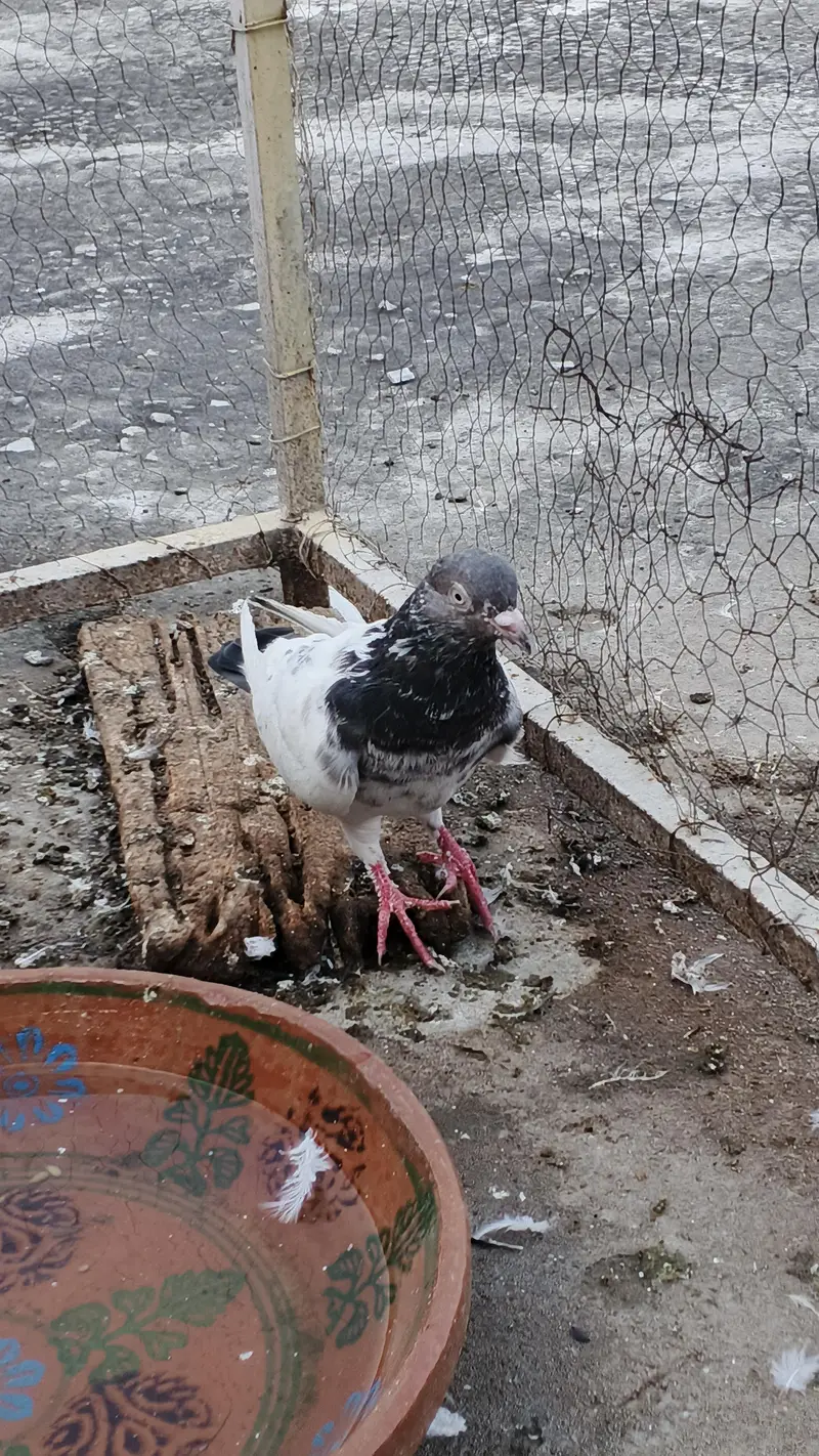 kaboter for sale male — photo 4