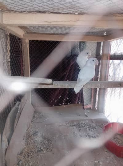 Albino Love Birds Breeder Pair