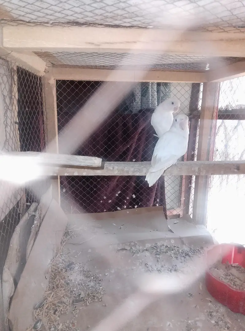 Albino Love Birds Breeder Pair — photo 2