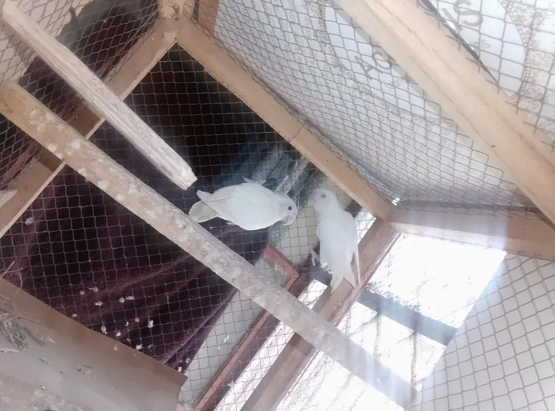 Albino Love Birds Breeder Pair — photo 3