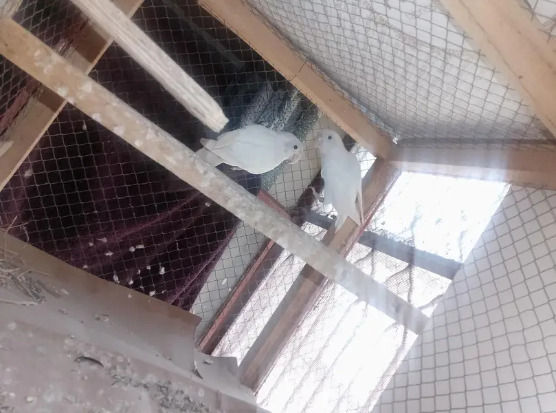 Albino Love Birds Breeder Pair — photo 4