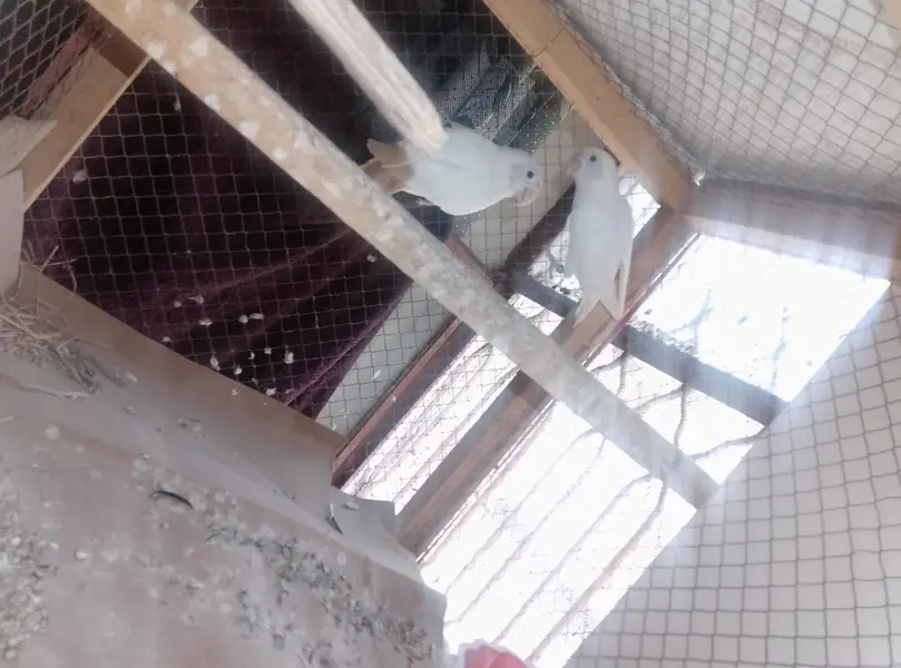 Albino Love Birds Breeder Pair — photo 5