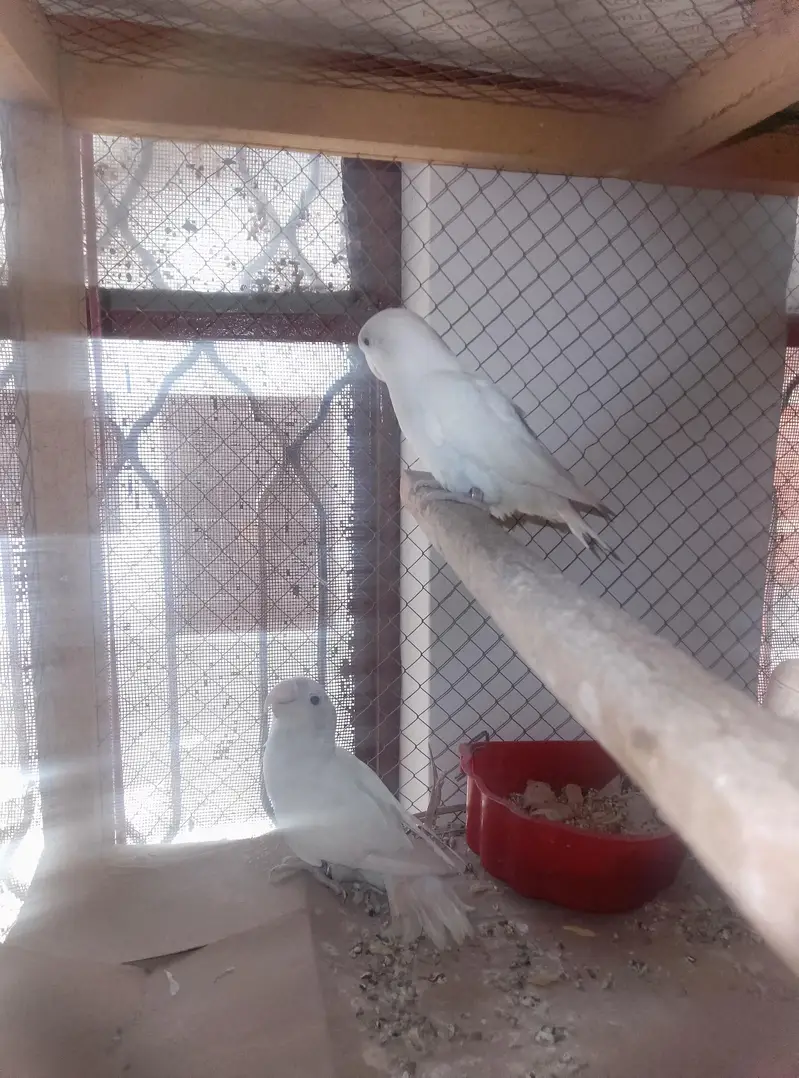 Albino Love Birds Breeder Pair — photo 6
