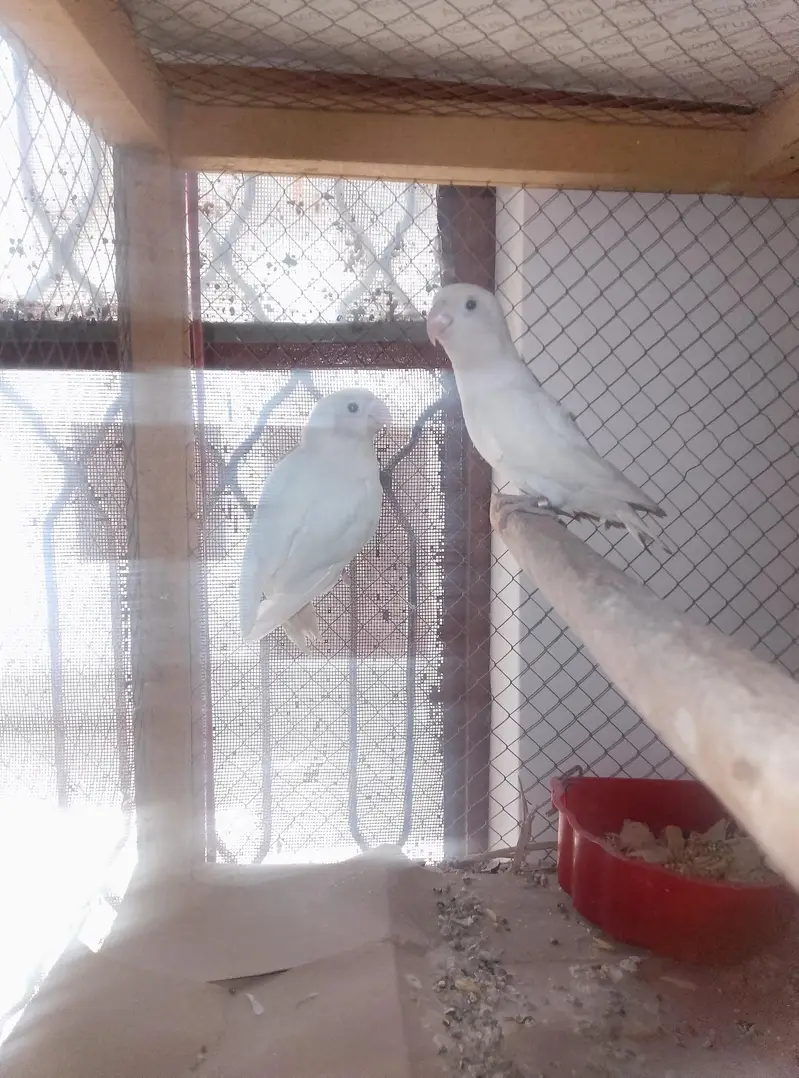 Albino Love Birds Breeder Pair — photo 7