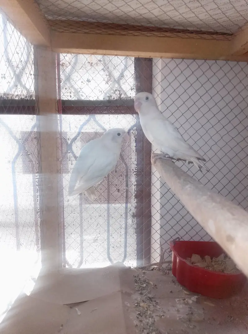 Albino Love Birds Breeder Pair — photo 8
