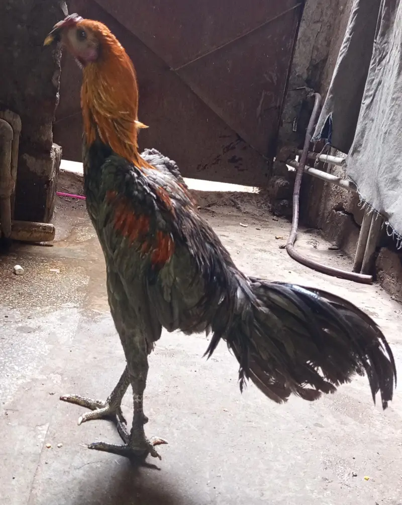 Aseel Dragon — photo 4