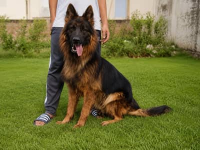 German shepherd Male 03134111831
