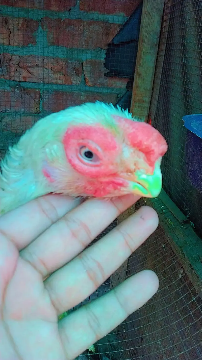 Indian parrot peek long tael — photo 4
