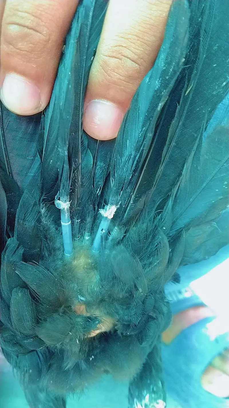Indian parrot peek long tael — photo 5