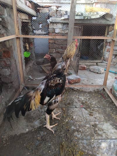 jawa murga for sale aik ankh da kana ha