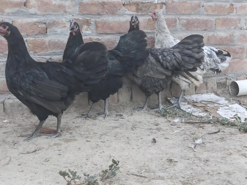 Top quality breed — photo 2