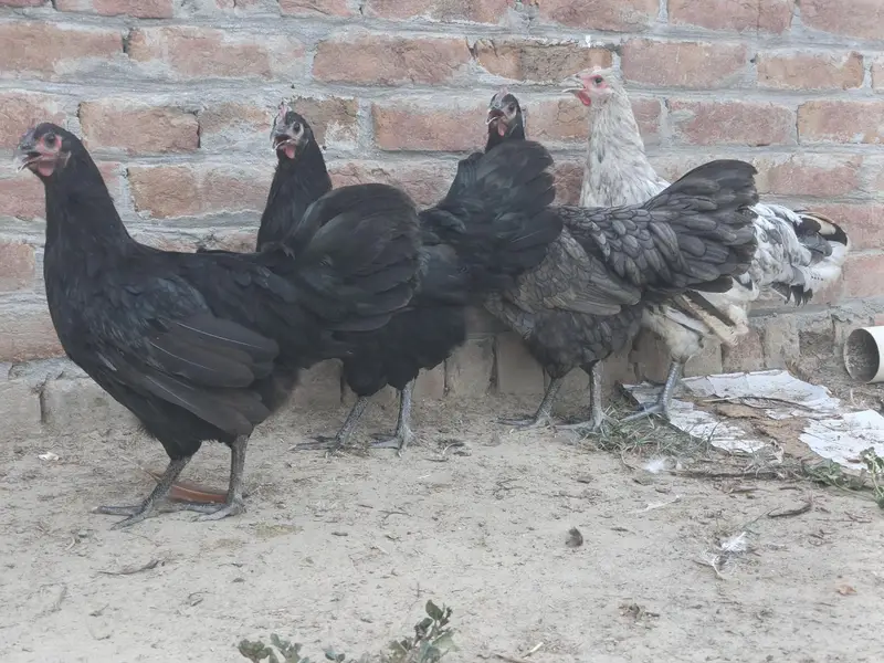 Top quality breed — photo 3