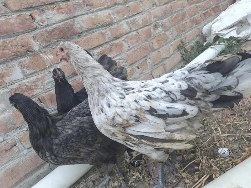 Top quality breed — photo 4