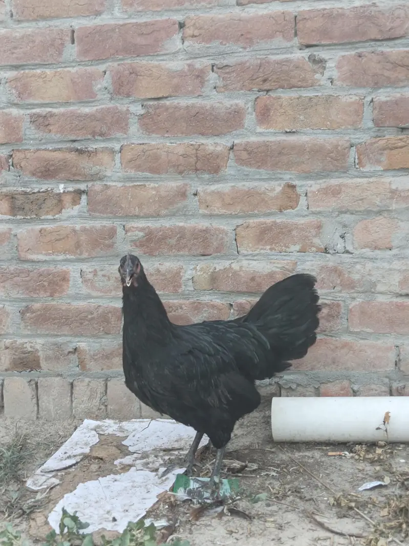 Top quality breed — photo 7