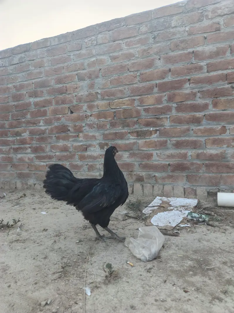 Top quality breed — photo 8