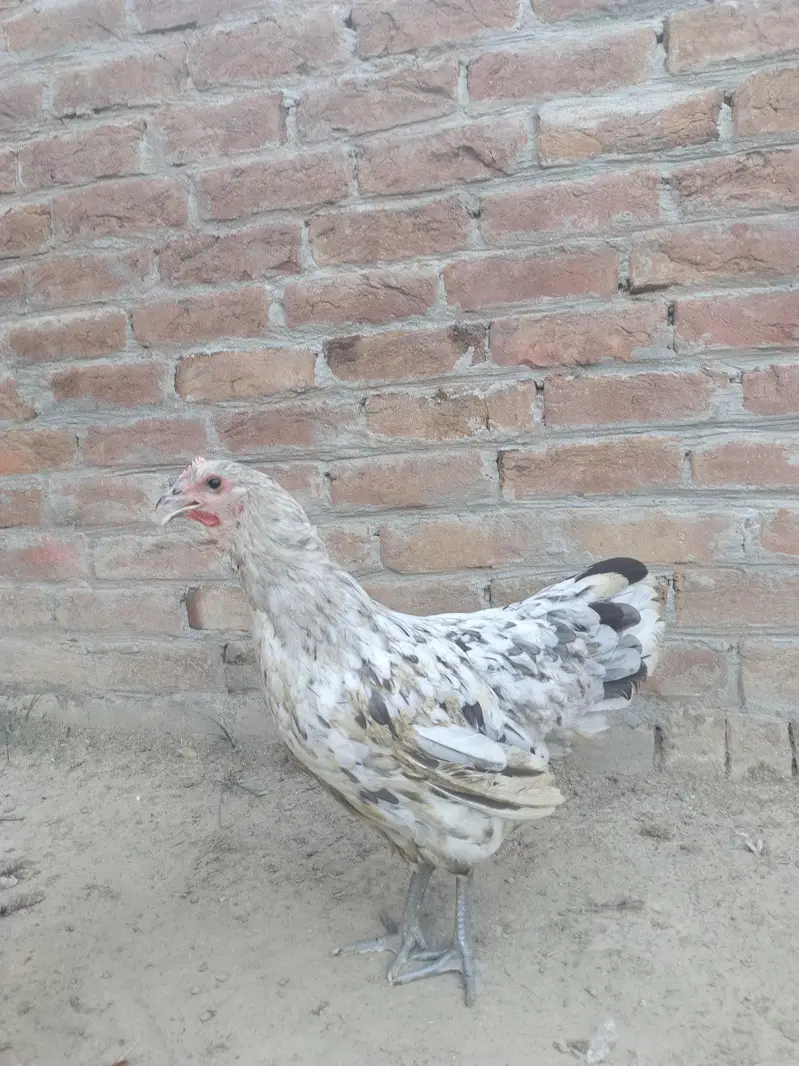Top quality breed — photo 9