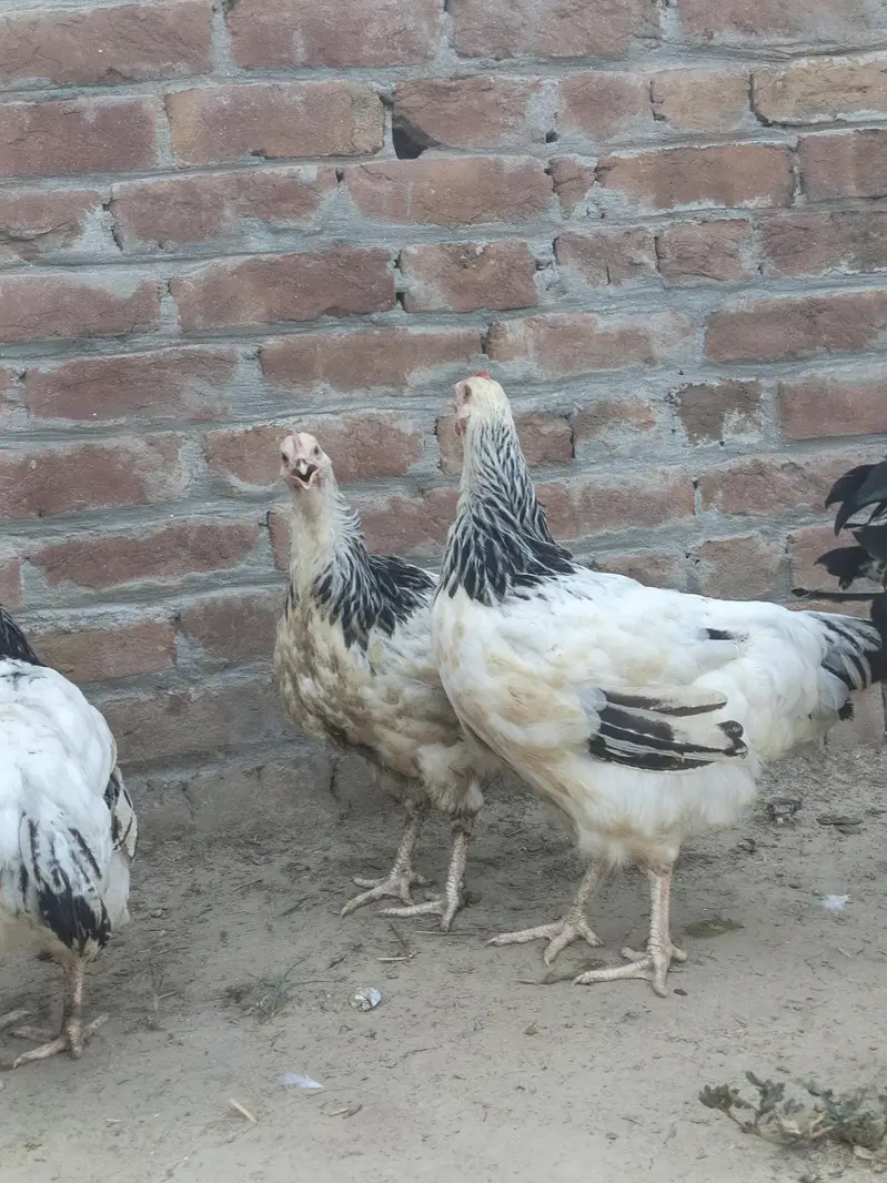 Top quality breed — photo 10