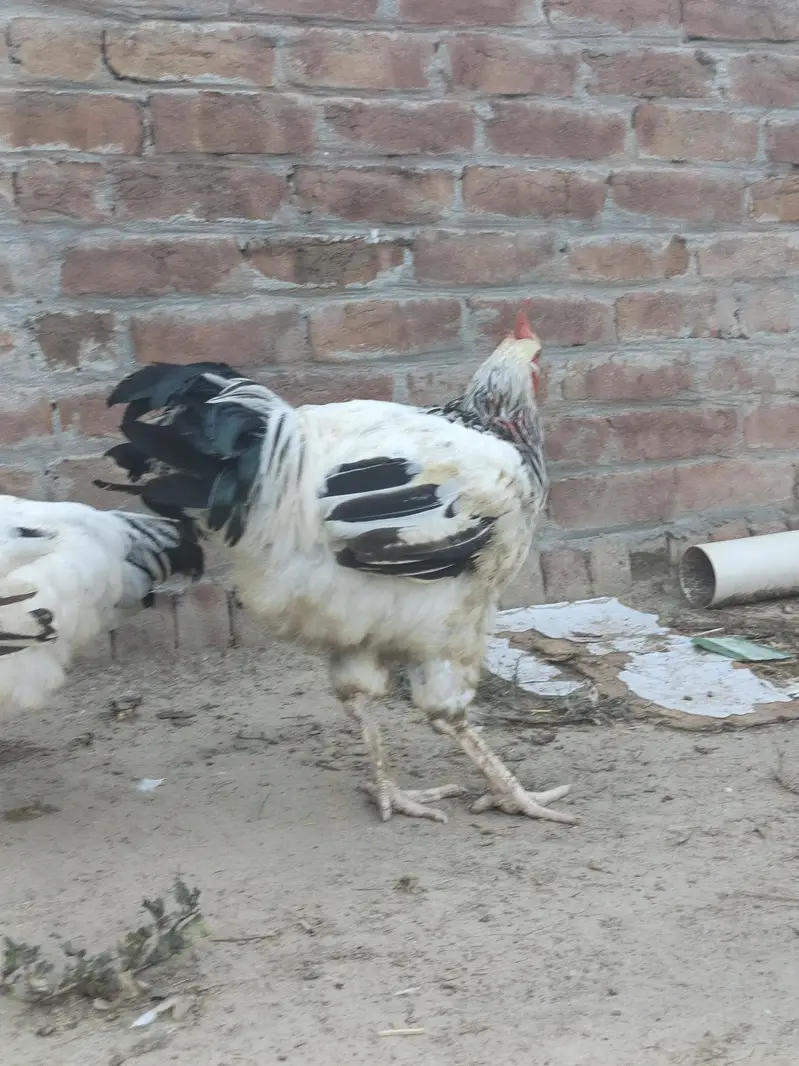 Top quality breed — photo 11