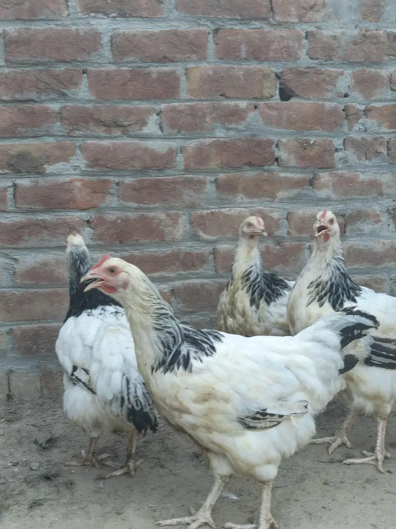 Top quality breed — photo 12